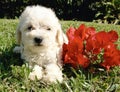 French poodle puppy Royalty Free Stock Photo