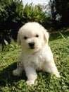 French poodle puppy Royalty Free Stock Photo