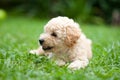 French Poodle Puppy