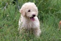 French poodle puppy Royalty Free Stock Photo