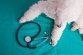 French poodle with a stethoscope