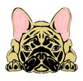 French puppy bulldog Royalty Free Stock Photo