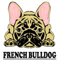 French puppy bulldog Royalty Free Stock Photo