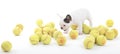 French puppy bulldog with tennisballs, Royalty Free Stock Photo