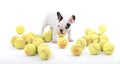 French puppy bulldog with tennisballs, Royalty Free Stock Photo