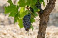 French red AOC wine grapes plant, new harvest of wine grape in Royalty Free Stock Photo