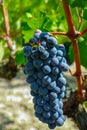 French red AOC wine grapes plant, new harvest of wine grape in Royalty Free Stock Photo