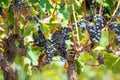 French red AOC wine grapes plant, new harvest of wine grape in Royalty Free Stock Photo