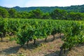 French red AOC wine grapes plant, new harvest of wine grape in France, Vaucluse, Gigondas domain or chateau vineyard Dentelles de Royalty Free Stock Photo