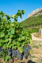 French red AOC wine grapes plant, new harvest of wine grape in France, Vaucluse, Gigondas domain or chateau vineyard Dentelles de Royalty Free Stock Photo