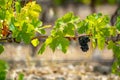 French red AOC wine grapes plant, new harvest of wine grape in France, Vaucluse, Gigondas domain or chateau vineyard Dentelles de Royalty Free Stock Photo