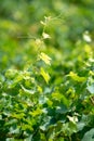 French red AOC wine grapes plant, new harvest of wine grape in France, Vaucluse, Gigondas domain or chateau vineyard Dentelles de Royalty Free Stock Photo