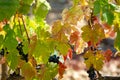 French red AOC wine grapes plant, new harvest of wine grape in France, Vaucluse, Gigondas domain or chateau vineyard Dentelles de Royalty Free Stock Photo