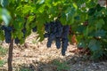 French red AOC wine grapes plant, new harvest of wine grape in France, Vaucluse, Gigondas domain or chateau vineyard Dentelles de