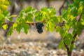 French red AOC wine grapes plant, new harvest of wine grape in France, Vaucluse, Gigondas domain or chateau vineyard Dentelles de Royalty Free Stock Photo