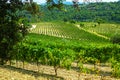 French red AOC wine grapes plant, new harvest of wine grape in France, Vaucluse, Gigondas domain or chateau vineyard Dentelles de Royalty Free Stock Photo