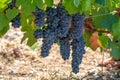 French red AOC wine grapes plant, new harvest of wine grape in France, Vaucluse, Gigondas domain or chateau vineyard Dentelles de Royalty Free Stock Photo