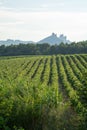 French red AOC wine grapes plant, new harvest of wine grape in