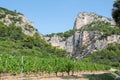 French red AOC wine grapes plant, new harvest of wine grape in France, Vaucluse, Gigondas domain or chateau vineyard Dentelles de