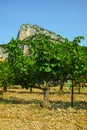 French red AOC wine grapes plant, new harvest of wine grape in