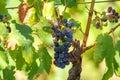 French red AOC wine grapes plant, new harvest of wine grape in Royalty Free Stock Photo