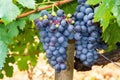 French red and rose wine grapes plant, first new harvest of wine grape in France, Costieres de Nimes AOP domain or chateau Royalty Free Stock Photo