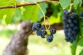 French red and rose wine grapes plant, first new harvest of wine grape in France, Costieres de Nimes AOP domain or chateau