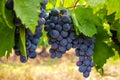 French red and rose wine grapes plant, first new harvest of wine grape in France, Costieres de Nimes AOP domain or chateau Royalty Free Stock Photo