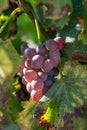 French red and rose wine grapes plant, first new harvest of wine grape in France on domain or chateau vineyard close up Royalty Free Stock Photo