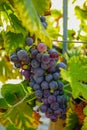 French red and rose wine grapes plant, first new harvest of wine grape in France on domain or chateau vineyard close up Royalty Free Stock Photo
