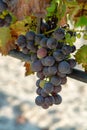 French red and rose wine grapes plant, first new harvest of wine grape in France on domain or chateau vineyard close up Royalty Free Stock Photo