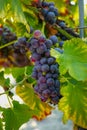 French red and rose wine grapes plant, first new harvest of wine grape in France on domain or chateau vineyard close up Royalty Free Stock Photo