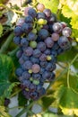 French red and rose wine grapes plant, first new harvest of wine grape in France on domain or chateau vineyard close up Royalty Free Stock Photo