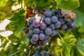 French red and rose wine grapes plant, first new harvest of wine grape in France on domain or chateau vineyard close up Royalty Free Stock Photo