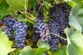 French red and rose wine grapes plant, first new harvest of wine Royalty Free Stock Photo