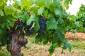 French red and rose wine grapes plant, first new harvest of wine grape in France, Costieres de Nimes AOP domain or chateau