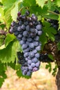 French red and rose wine grapes plant, first new harvest of wine grape in France, Costieres de Nimes AOP domain or chateau Royalty Free Stock Photo