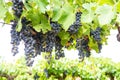 French red and rose wine grapes plant, first new harvest of wine grape in France, Costieres de Nimes AOP domain or chateau Royalty Free Stock Photo