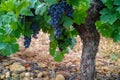 French red and rose wine grapes plant, first new harvest of wine Royalty Free Stock Photo