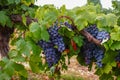 French red and rose wine grapes plant, first new harvest of wine