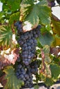 French red and rose wine grapes plant, first new harvest of wine Royalty Free Stock Photo