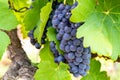 French red and rose wine grapes plant, first new harvest of wine grape in France, Costieres de Nimes AOP domain or chateau Royalty Free Stock Photo