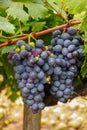 French red and rose wine grapes plant, first new harvest of wine grape in France, Costieres de Nimes AOP domain or chateau Royalty Free Stock Photo