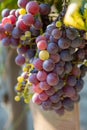 French red and rose wine grapes plant, first new harvest of wine grape in France on domain or chateau vineyard close up Royalty Free Stock Photo