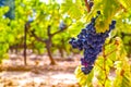 French red and rose wine grapes plant, growing on ochre mineral soil, new harvest of wine grape in France, Vaucluse Luberon AOP