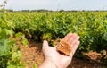 French red and rose wine grapes plants in row, Costieres de Nimes AOP domain or chateau vineyard, France. Iron rich galets stones Royalty Free Stock Photo