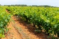 French red and rose wine grapes plants in row, Costieres de Nimes AOP domain or chateau vineyard, France Royalty Free Stock Photo