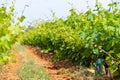 French red and rose wine grapes plants in row, Costieres de Nimes AOP domain or chateau vineyard, France