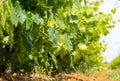 French red and rose wine grapes plants in row, Costieres de Nimes AOP domain or chateau vineyard, France Royalty Free Stock Photo