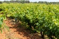 , Costieres de Nimes AOP domain or chateau vineyard, France